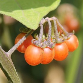 Otricoli Orange csucsor - Otricoli Orangeberry, Solanum nigrum, padlizsán